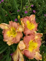 20190728_130431.webp