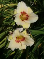 20190727_110442.webp