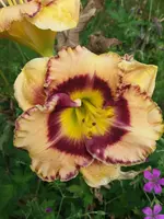 20190726_121407.webp
