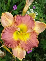 20190726_121343.webp