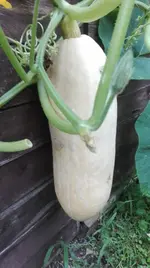 Pink Jumbo Banana.webp
