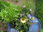 IMG_6775.JPG