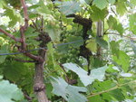IMG_6777.JPG