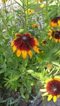 IMG_20190720_165439227.jpg