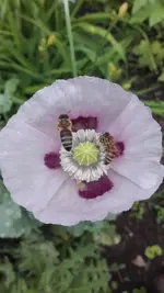 Mohn rosa.webp
