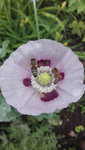 Mohn rosa.jpg