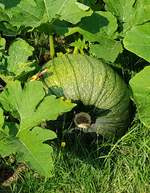 20190729_164006.webp