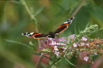 DSC08134.JPG