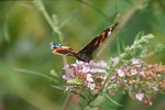 DSC08137.JPG