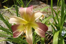 DSC08123.webp