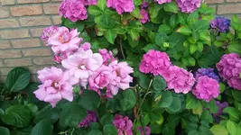 rose.webp