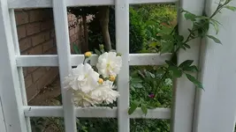 gishlaine.webp