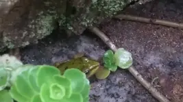 frosch.webp