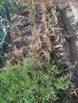 IMG_20190727_094024.jpg