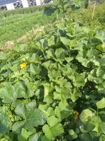 IMG_20190727_093851.webp