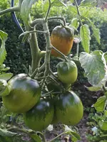 IMG_20190724_201218.webp