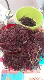 Hollerbeeren.webp