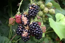 IMGP3850.webp