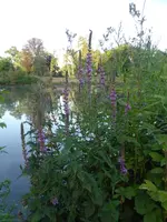 P1130564Mettlach Blutweiderich.JPG