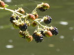 P1130603Konz-Könen.JPG