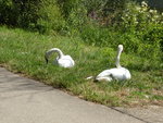 P1130604Konz-Könen.JPG