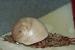 DSC08152.JPG