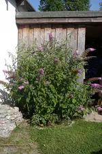 IMGP3824.webp