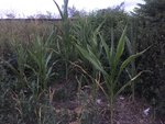 IMG_2178.JPG
