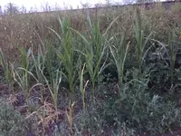 IMG_2179.webp