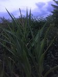 IMG_2181.JPG