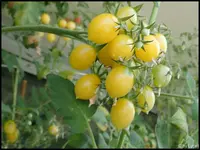 c022.webp