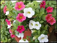 c024.webp