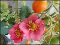 c025.webp