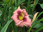 sil. tee tiny _1067x800.JPG