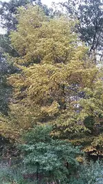 20190731_195129.webp