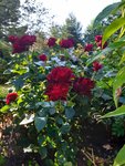 20190725_083105.jpg