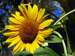 DSCN0522Sonnenblume bs.jpg