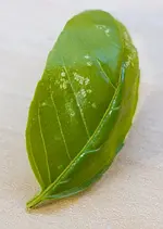 PBG02797.jpg
