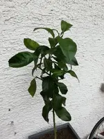 IMG_20190802_191014.webp