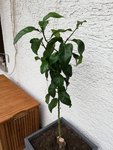 IMG_20190802_191022.jpg
