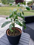 IMG_20190802_191057.jpg