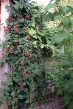IMGP3861.webp