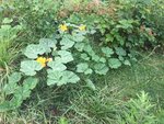 IMG_2246.JPG