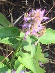 IMG_2274.JPG