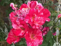 IMG_2231.JPG