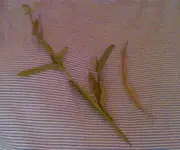 trockene Schote mit Pflanzenstiel.webp