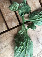 2019-08-05 Raupe an Tomatenblatt2.webp