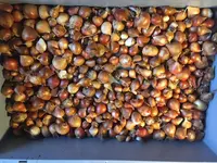 2019-08-05 Tulpenzwiebeln unsortiert.webp