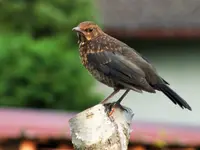DSCF2681 (2).webp