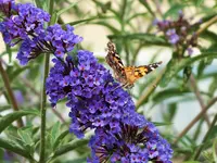 DSCF2665 (2).webp